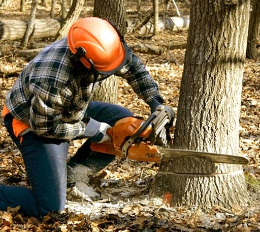 Tree Removal in Anacoco, LA